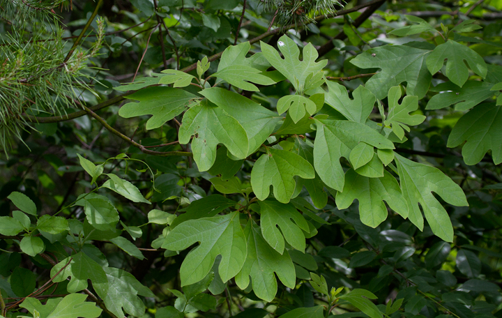 Sassafras trees at Fort Smallwood Park, Maryland (5/5/2012). Photo by Bill Hubick.