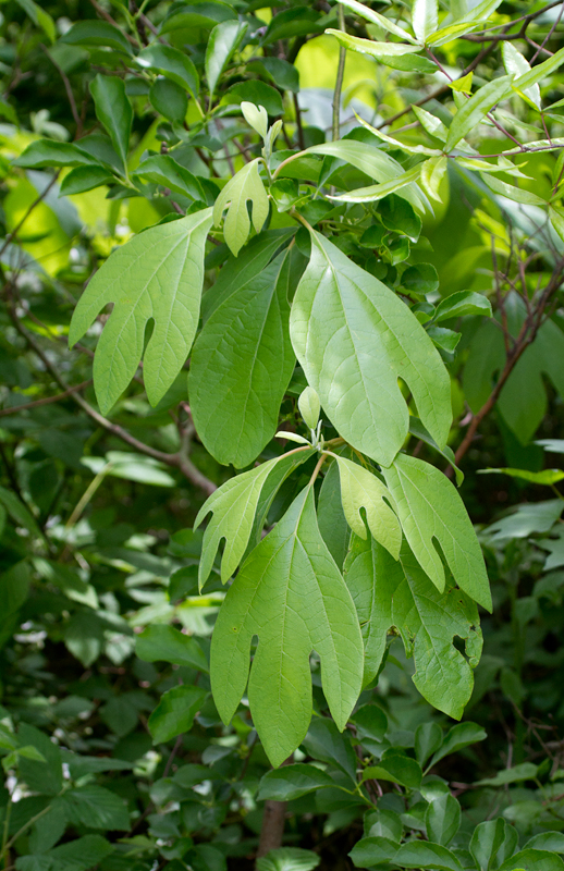Sassafras trees at Fort Smallwood Park, Maryland (5/5/2012). Photo by Bill Hubick.