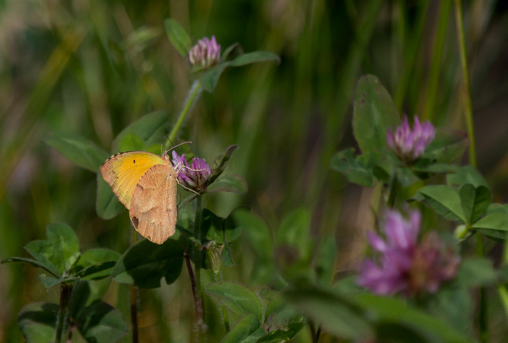 A Sleepy Orange at Fort Smallwood, Maryland (5/15/2012). This species is uncommon throughout the state and was an exciting find at the park. It is my first record for Anne Arundel Co. and my earliest in the state by about two weeks. Photo by Bill Hubick.