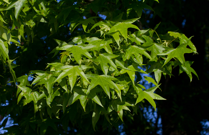 Sweet Gum leaves at Fort Smallwood Park, Maryland (5/10/2012). Photo by Bill Hubick.