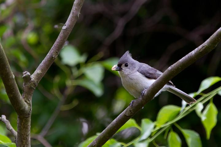 A Tufted Titmouse with food for young at Weingberg Park, Maryland (5/16/2012). Photo by Bill Hubick.