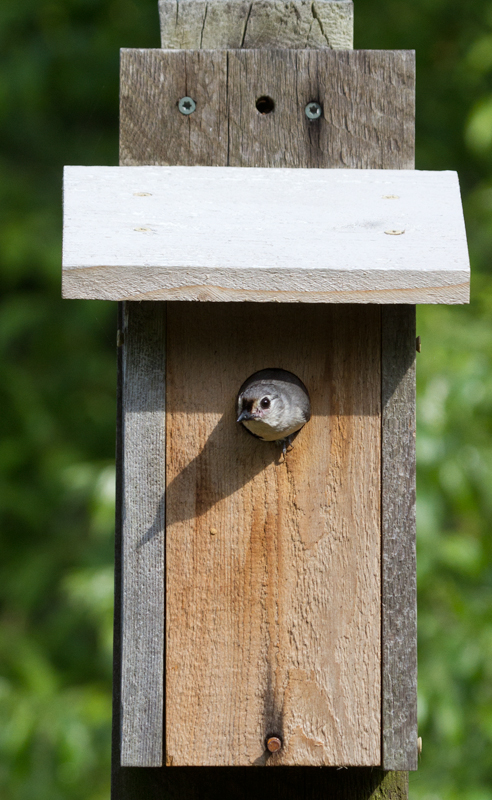 A Tufted Titmouse bringing food to young in a bluebird box at Kinder Farm Park, Maryland (5/16/2012). Photo by Bill Hubick.