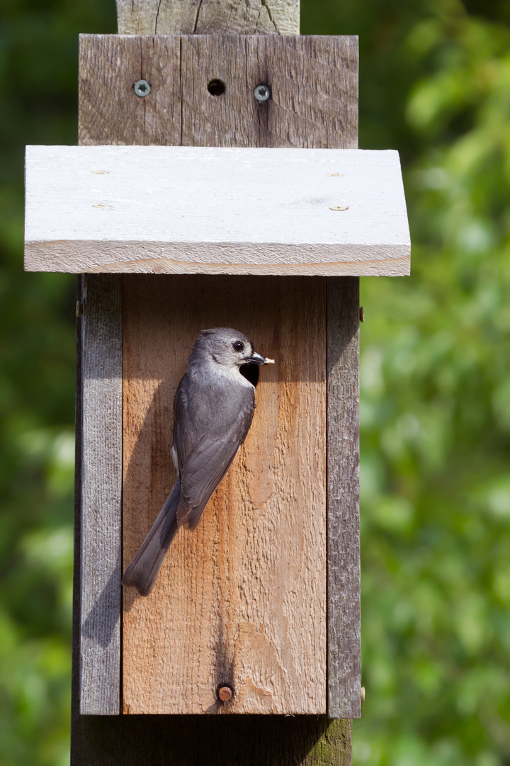 A Tufted Titmouse bringing food to young in a bluebird box at Kinder Farm Park, Maryland (5/16/2012). Photo by Bill Hubick.