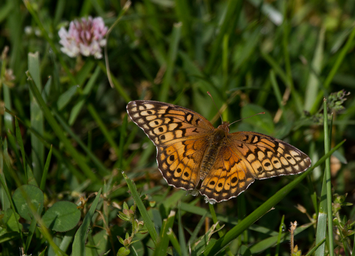 A Variegated Fritillary at Fort Smallwood Park, Maryland (5/5/2012). Photo by Bill Hubick.