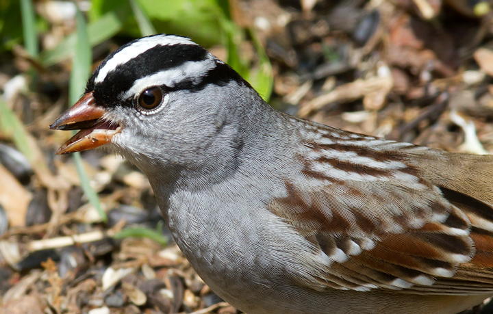 An adult Eastern White-crowned Sparrow stops in our Pasadena, Maryland yard (5/3/2012). Photo by Bill Hubick.