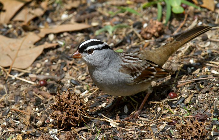 An adult Eastern White-crowned Sparrow stops in our Pasadena, Maryland yard (5/3/2012). Photo by Bill Hubick.