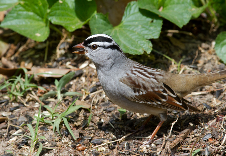 An adult Eastern White-crowned Sparrow stops in our Pasadena, Maryland yard (5/3/2012). Photo by Bill Hubick.