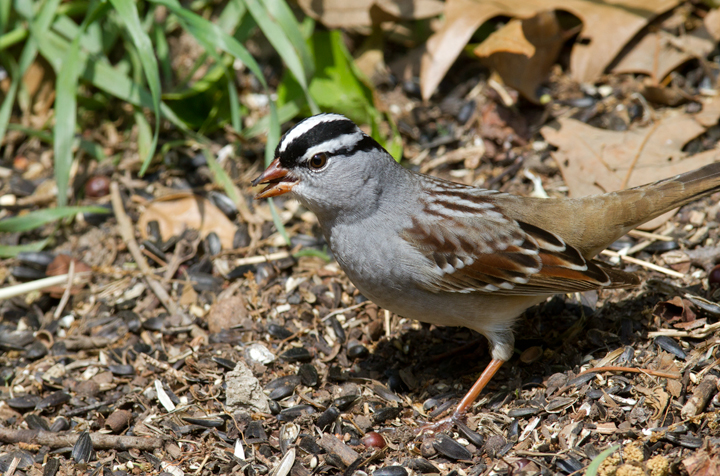 An adult Eastern White-crowned Sparrow stops in our Pasadena, Maryland yard (5/3/2012). Photo by Bill Hubick.