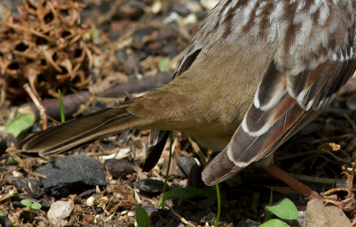 An adult Eastern White-crowned Sparrow stops in our Pasadena, Maryland yard (5/3/2012). Photo by Bill Hubick.