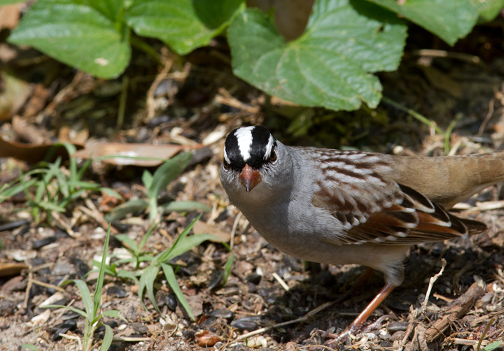 An adult Eastern White-crowned Sparrow stops in our Pasadena, Maryland yard (5/3/2012). Photo by Bill Hubick.