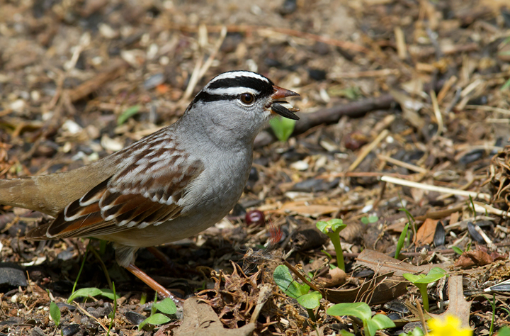 An adult Eastern White-crowned Sparrow stops in our Pasadena, Maryland yard (5/3/2012). Photo by Bill Hubick.