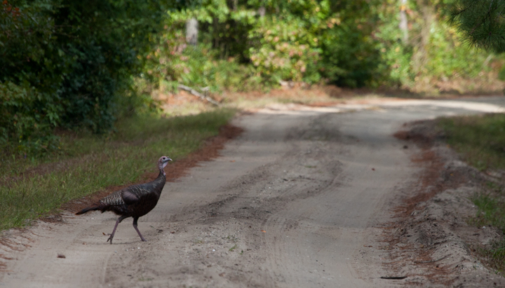Archives - A typical view of a Wild Turkey in the Nassawango area of Maryland (10/2006). Photo by Bill Hubick.