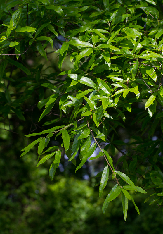 Willow Oaks at Fort Smallwood Park, Maryland (5/5/2012). Widely introduced as a decorative species. Photo by Bill Hubick.