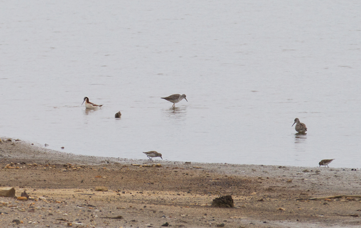 A gorgeous breeding female Wilson's Phalarope at Swan Creek, Anne Arundel Co., Maryland (5/9/2012). Found by Dave Powell, this is a very rare record for the county and a new record for the property. This species is famous for its distinctive spinning feeding style, as well as a reversal in sexual roles. In phalaropes, the female has the brighter, more dramatic plumage. She courts the male, and the male sits on the nest and raises the young. See the video of the awesome feeding style at the bottom of this page, the first bird video I have ever posted. Photo by Bill Hubick.