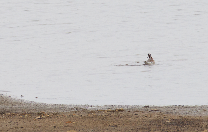 A gorgeous breeding female Wilson's Phalarope at Swan Creek, Anne Arundel Co., Maryland (5/9/2012). Found by Dave Powell, this is a very rare record for the county and a new record for the property. This species is famous for its distinctive spinning feeding style, as well as a reversal in sexual roles. In phalaropes, the female has the brighter, more dramatic plumage. She courts the male, and the male sits on the nest and raises the young. See the video of the awesome feeding style at the bottom of this page, the first bird video I have ever posted. Photo by Bill Hubick.