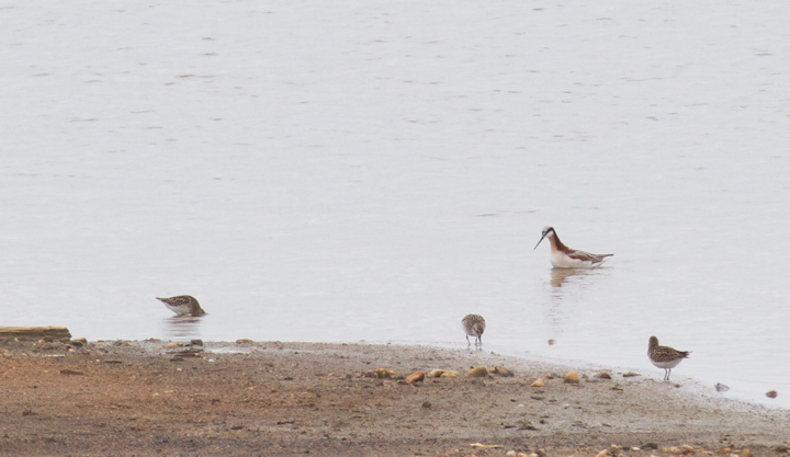 A gorgeous breeding female Wilson's Phalarope at Swan Creek, Anne Arundel Co., Maryland (5/9/2012). Found by Dave Powell, this is a very rare record for the county and a new record for the property. This species is famous for its distinctive spinning feeding style, as well as a reversal in sexual roles. In phalaropes, the female has the brighter, more dramatic plumage. She courts the male, and the male sits on the nest and raises the young. See the video of the awesome feeding style at the bottom of this page, the first bird video I have ever posted. Photo by Bill Hubick.