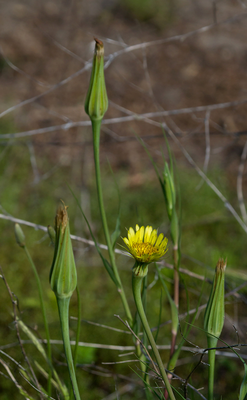 Yellow Goat's-Beard at Fort Smallwood, Maryland (5/2012).<br>An introduced species from Eurasia, it is also known as Meadow Salsify. Its flowers close at midday. Photo by Bill Hubick.