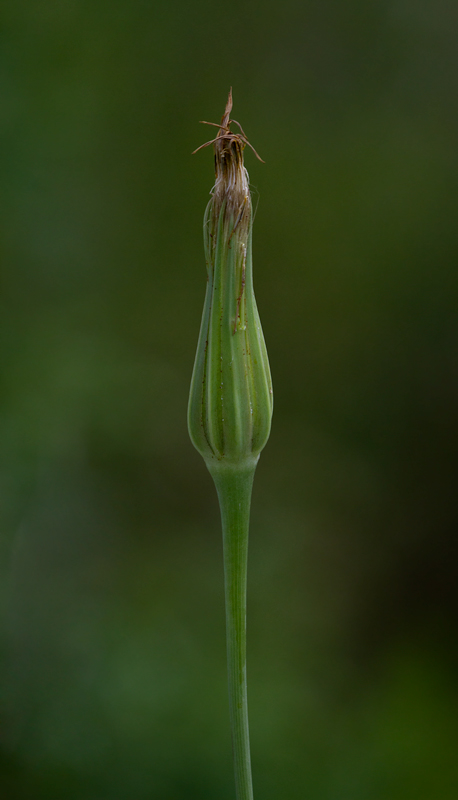 Yellow Goat's-Beard at Fort Smallwood, Maryland (5/2012).<br>An introduced species from Eurasia, it is also known as Meadow Salsify. Its flowers close at midday. Photo by Bill Hubick.