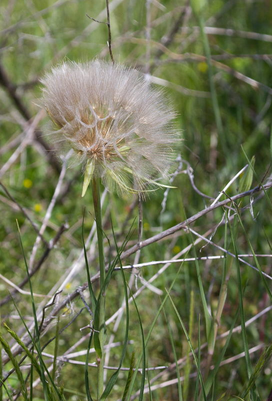 Yellow Goat's-Beard at Fort Smallwood, Maryland (5/2012).<br>An introduced species from Eurasia, it is also known as Meadow Salsify. Its flowers close at midday. Photo by Bill Hubick.
