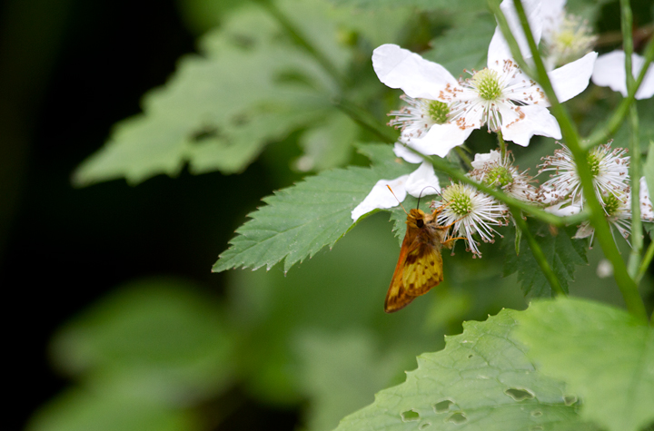 A Zabulon Skipper at Fort Smallwood, Maryland (5/14/2012). Photo by Bill Hubick.