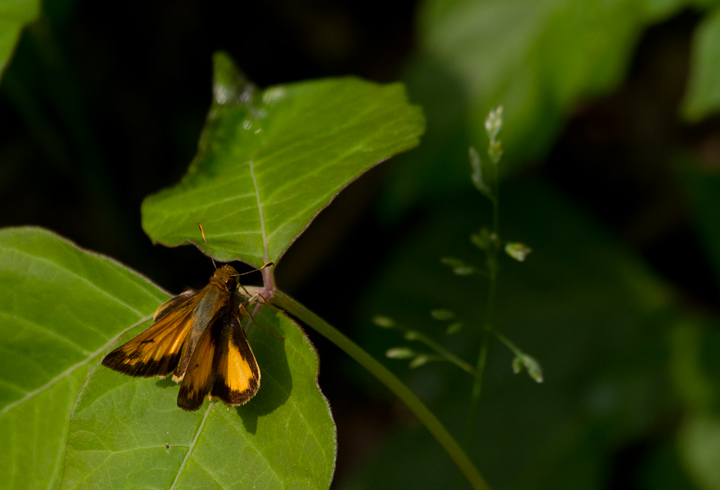 Zabulon Skippers seem especially common in northern Anne Arundel Co. this season (5/16/2012). Photo by Bill Hubick.