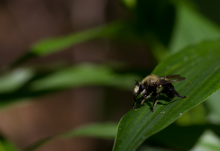 A bee-mimic robberfly, <em>Laphria flavicollis</em>, in Anne Arundel Co., Maryland (6/17/2012). Photo by Bill Hubick.