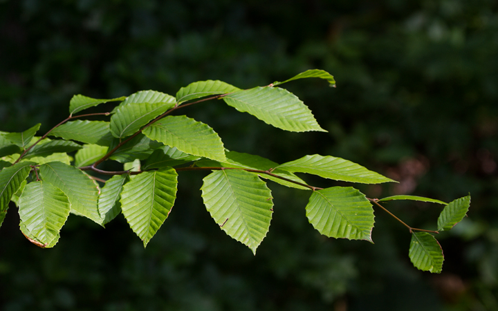 American Beech in Anne Arundel Co., Maryland (6/17/2012). Photo by Bill Hubick.