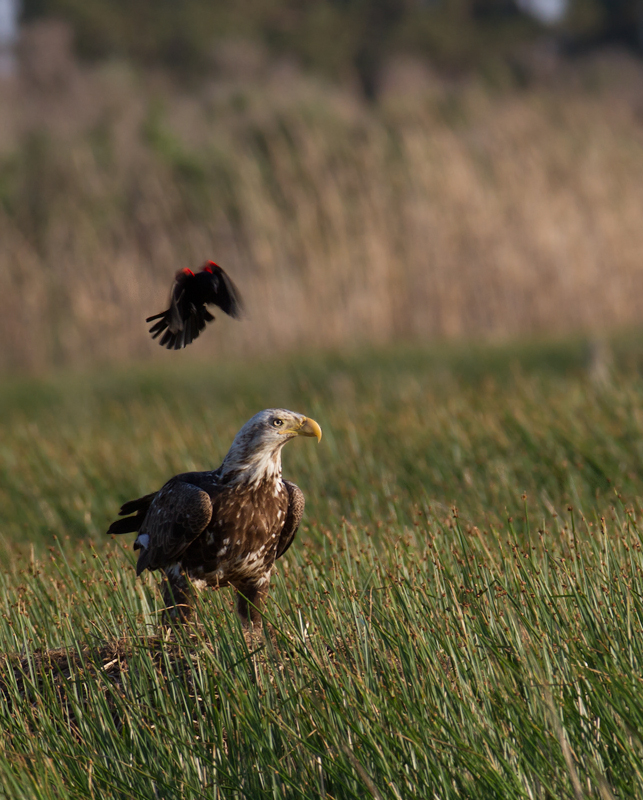 A Bald Eagle harassed by a territorial Red-winged Blackbird - Elliott Island, Maryland (5/8/2010). Photo by Bill Hubick.