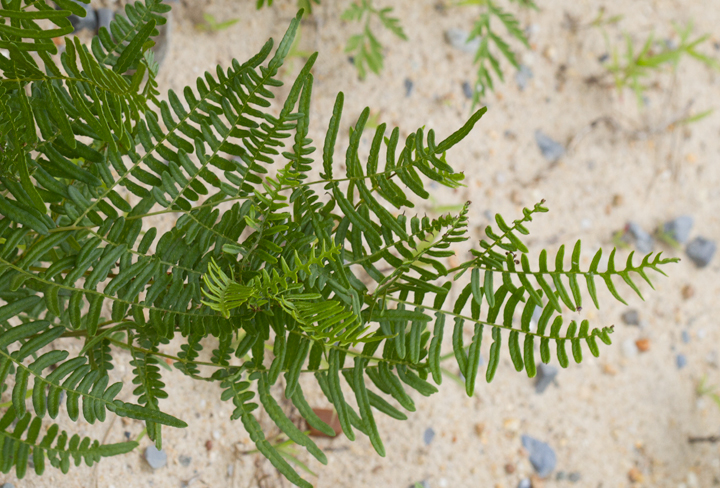 Bracken Fern along a sandy roadside in Worcester Co., Maryland (6/17/2012). Photo by Bill Hubick.