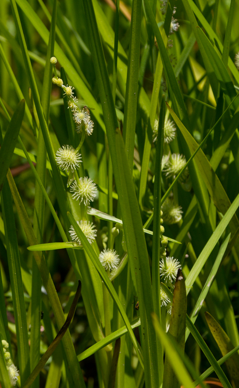 Bur-reed sp. in Anne Arundel Co., Maryland (6/10/2012). Photo by Bill Hubick.