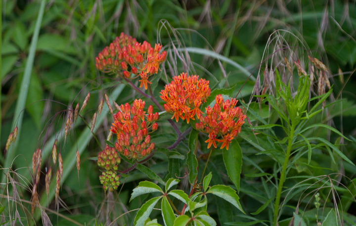 Butterfly Weed in Wicomico Co., Maryland (6/17/2012). Photo by Bill Hubick.