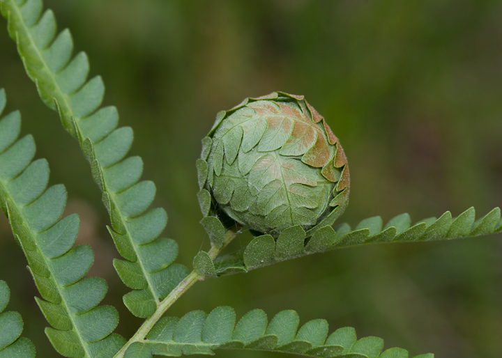 A Cinnamon Fern fiddlehead near a wetland in Anne Arundel Co., Maryland (6/10/2012). Photo by Bill Hubick.