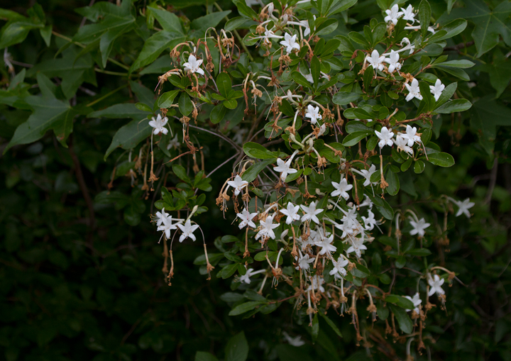 Swamp Azalea (Clammy Azalea) in Anne Arundel Co., Maryland (6/10/2012). Photo by Bill Hubick.