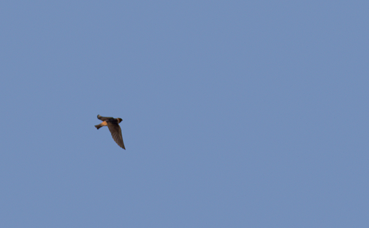 A Cliff Swallow in flight in Washington Co., Maryland (5/2010). Photo by Bill Hubick.