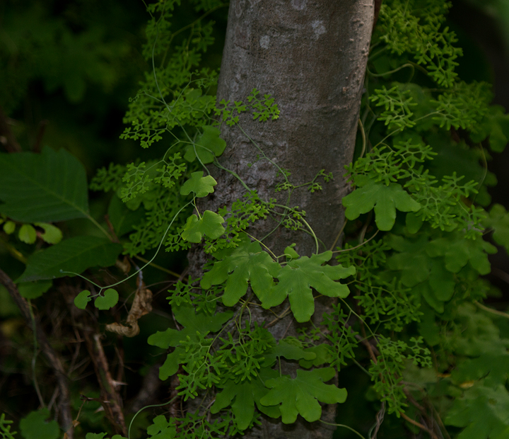 Climbing Fern in Anne Arundel Co., Maryland (6/17/2012). Photo by Bill Hubick.