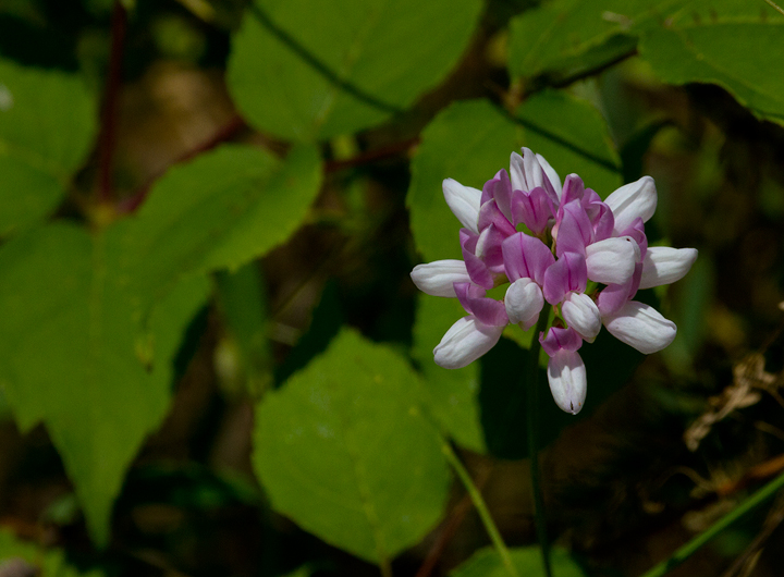 A close-up of Crown Vetch, often introduced for erosion control (Anne Arundel Co., Maryland, 6/10/2012). Photo by Bill Hubick.