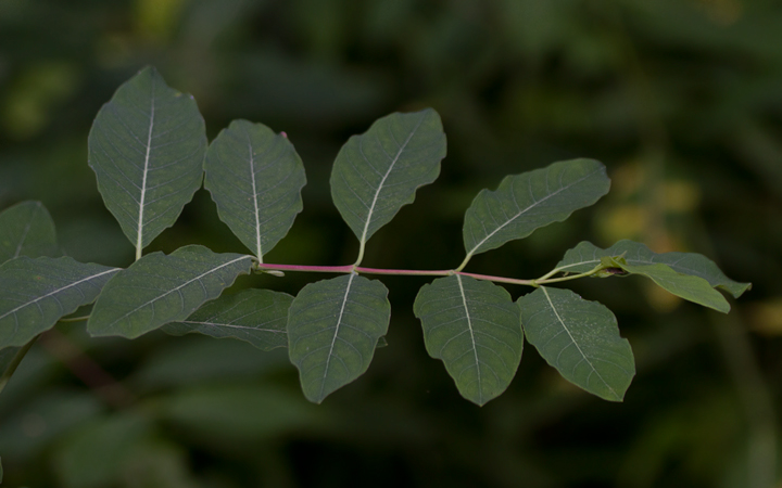 Indian Hemp in Worcester Co., Maryland (6/17/2012). Photo by Bill Hubick.
