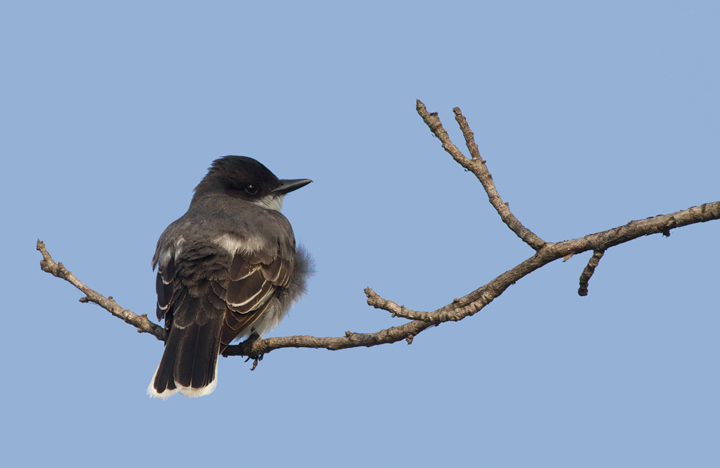 An Eastern Kingbird nesting at Fort Smallwood, Maryland (5/25/2012). Photo by Bill Hubick.