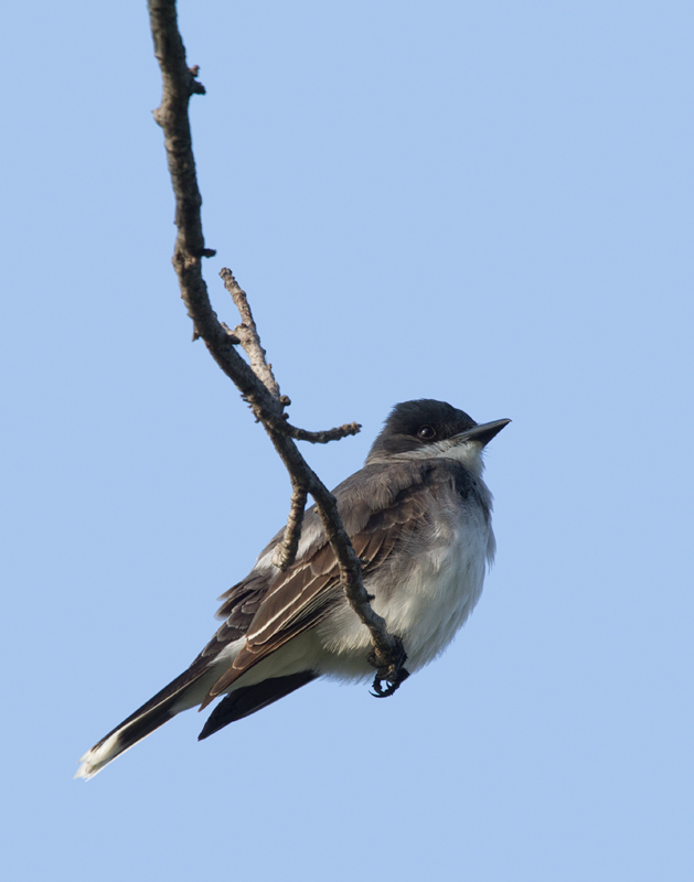 An Eastern Kingbird nesting at Fort Smallwood, Maryland (5/25/2012). Photo by Bill Hubick.