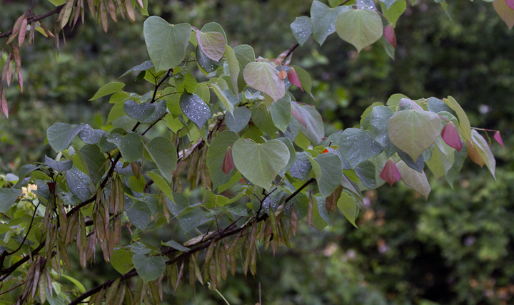 Eastern Redbud at Fort Smallwood, Maryland (5/27/2012). Photo by Bill Hubick.