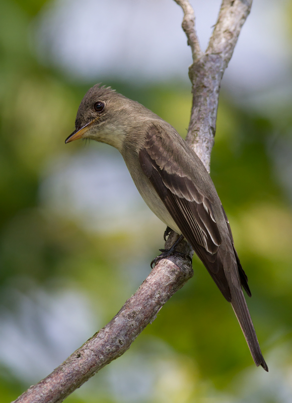 An Eastern Wood-Pewee on Assateague Island, Maryland (5/14/2010). Photo by Bill Hubick.