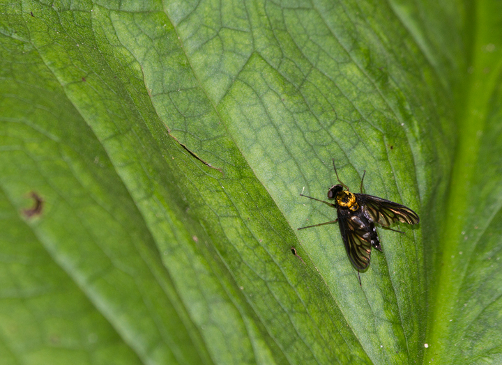 Golden-backed Snipe-fly in Anne Arundel Co., Maryland (6/10/2012). Photo by Bill Hubick.