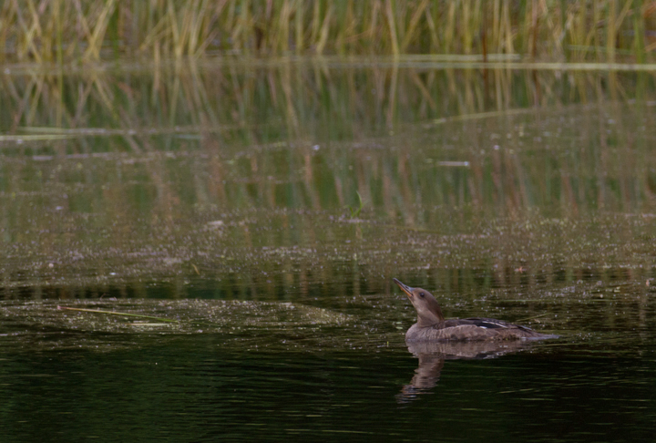 A hen Hooded Merganser lingering in Worcester Co., Maryland takes a drink (6/17/2012). Photo by Bill Hubick.