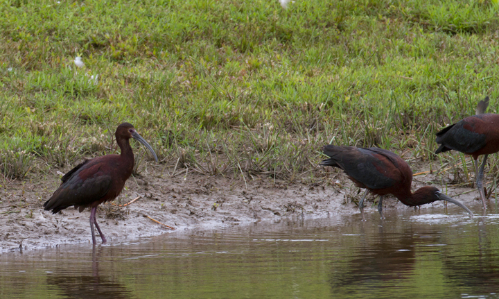 A White-faced Ibis in Worcester Co., Maryland (6/17/2012). Click images to view larger, cropped-only versions. Photo by Bill Hubick.