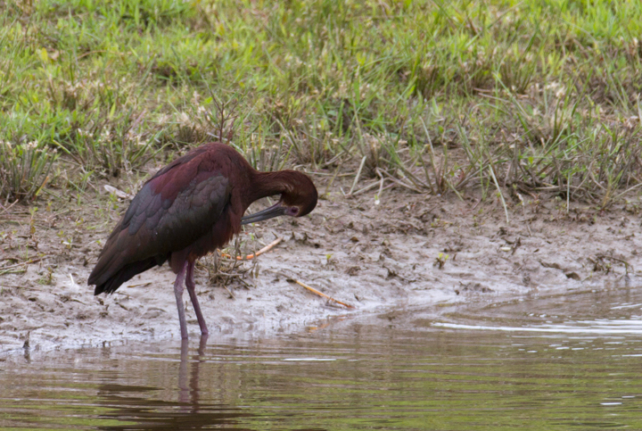 A White-faced Ibis in Worcester Co., Maryland (6/17/2012). Click images to view larger, cropped-only versions. Photo by Bill Hubick.