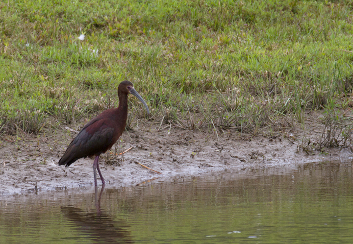 A White-faced Ibis in Worcester Co., Maryland (6/17/2012). Click images to view larger, cropped-only versions. Photo by Bill Hubick.