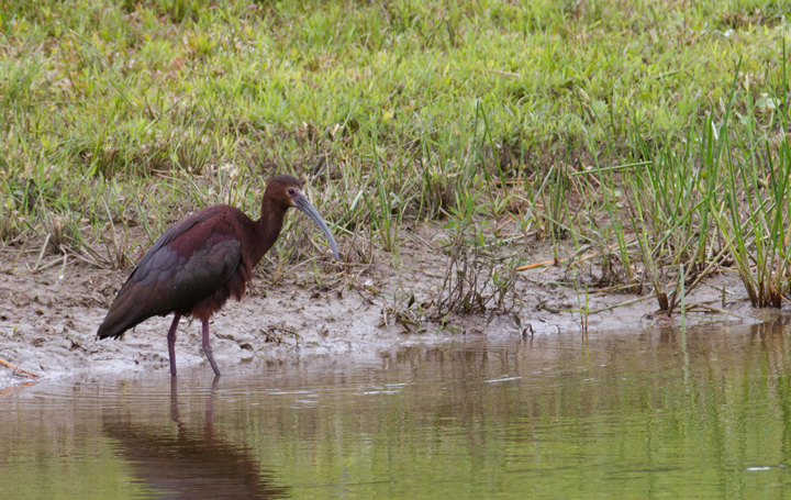 A White-faced Ibis in Worcester Co., Maryland (6/17/2012). Click images to view larger, cropped-only versions. Photo by Bill Hubick.