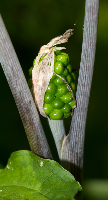 Jack-in-the-pulpit fruit - Anne Arundel Co., Maryland (6/10/2012). Photo by Bill Hubick.