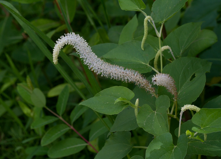 Lizard's-tail blooming in coastal Worcester Co., Maryland (6/17/2012). Photo by Bill Hubick.