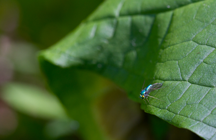 Long-legged Flies in Anne Arundel Co., Maryland (6/10/2012). Photo by Bill Hubick.